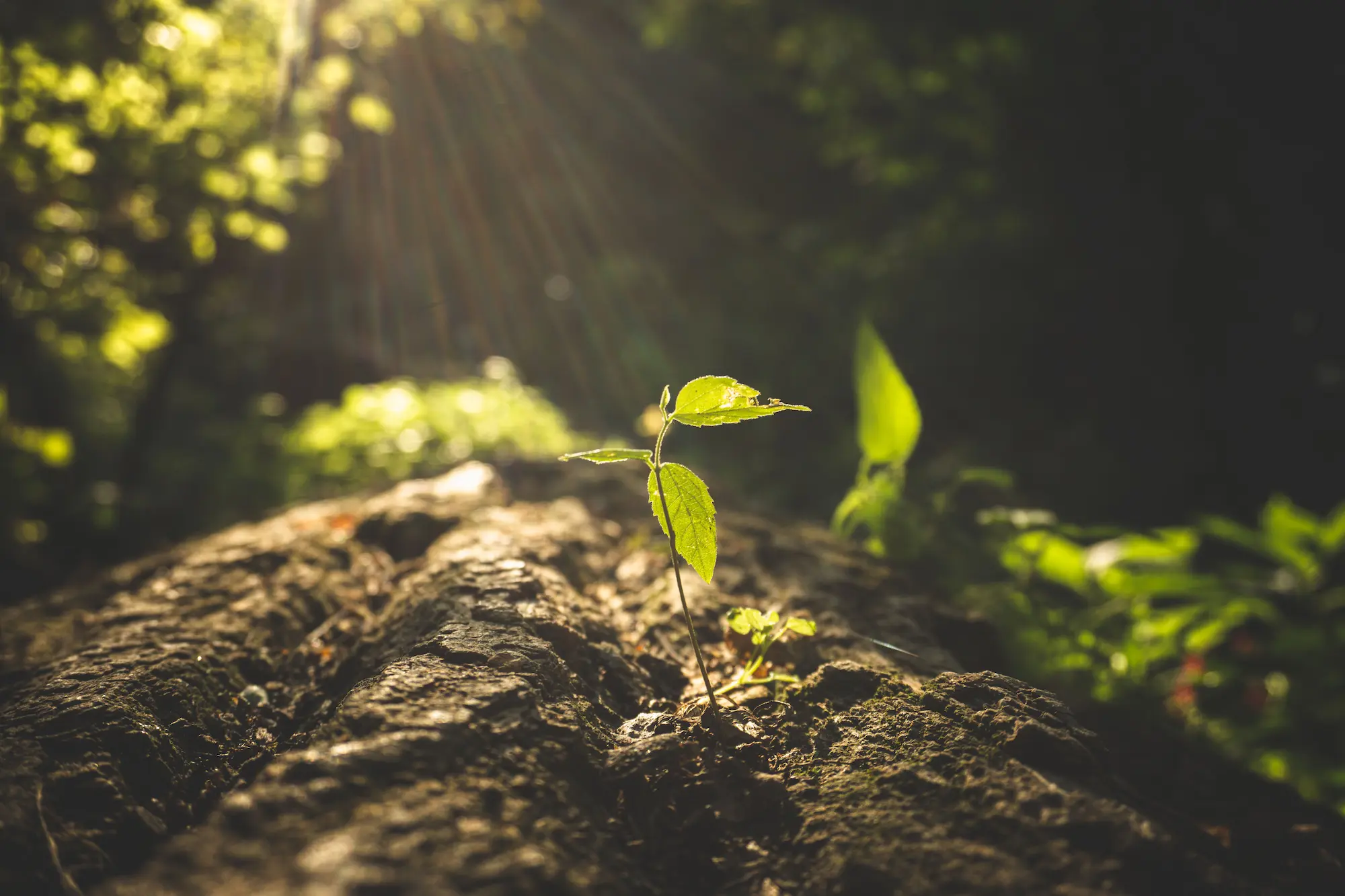Plante qui pousse avec les rayons du soleil
