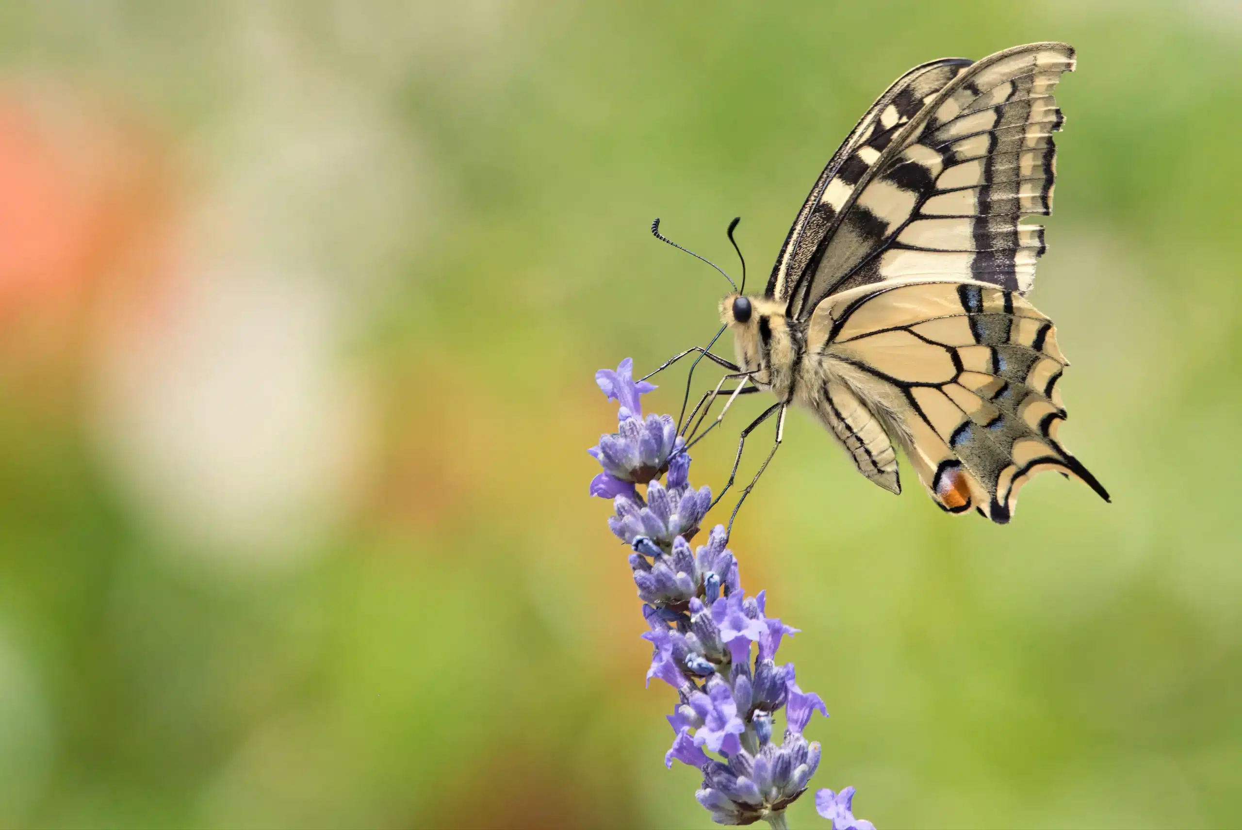 Papillon posé sur un brin de lavande