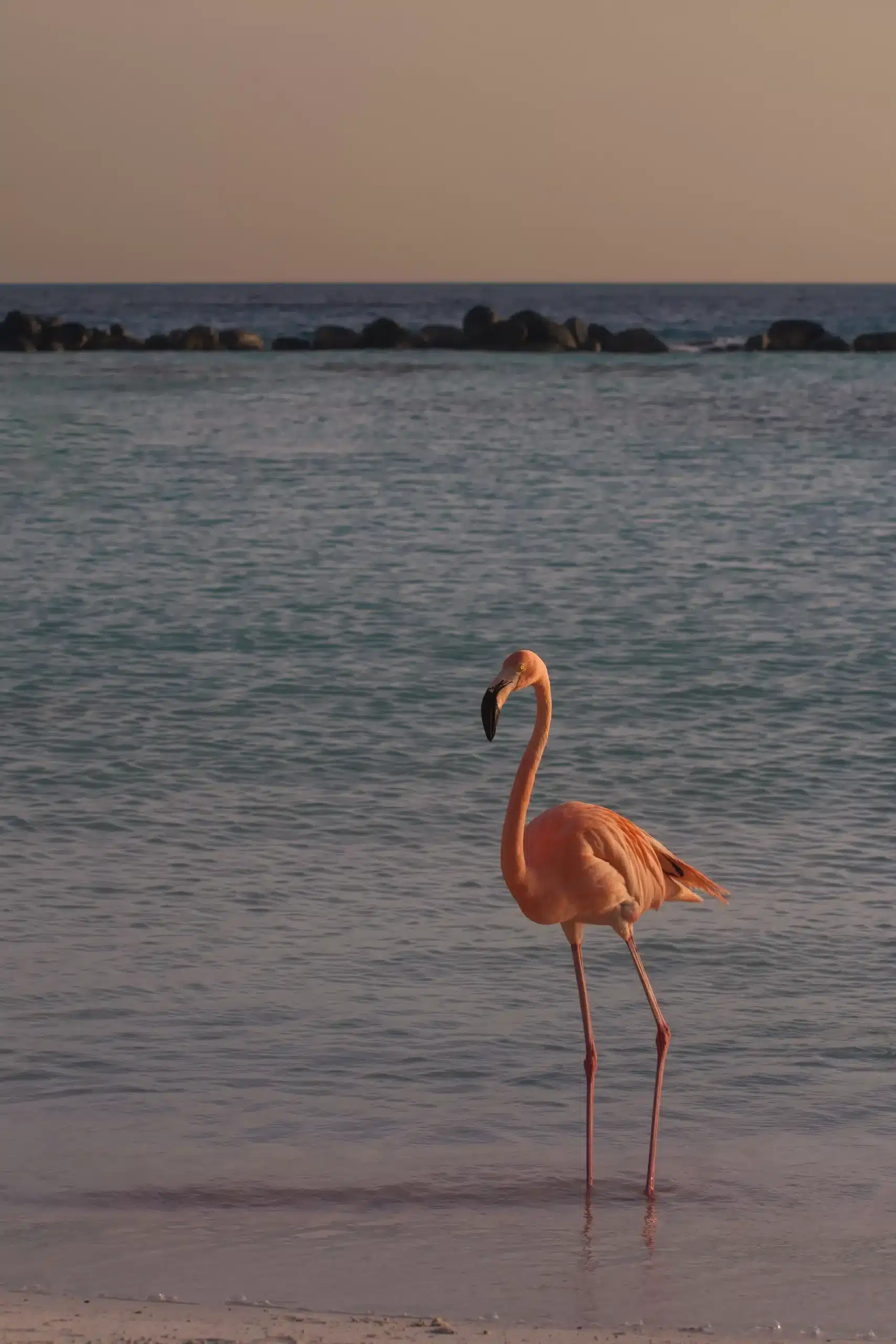 Flamant rose observé dans les zones humides de Hyères en Provence